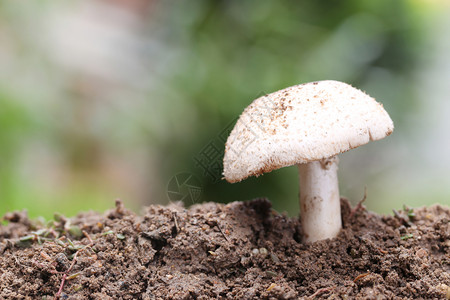 热带有毒蘑菇在植物自然的森林概念中蓬勃发展图片