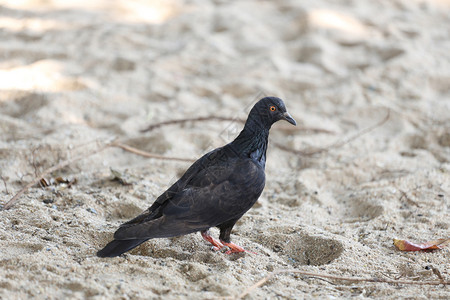 在沙滩上行走的鸽子摄影焦点在头部图片