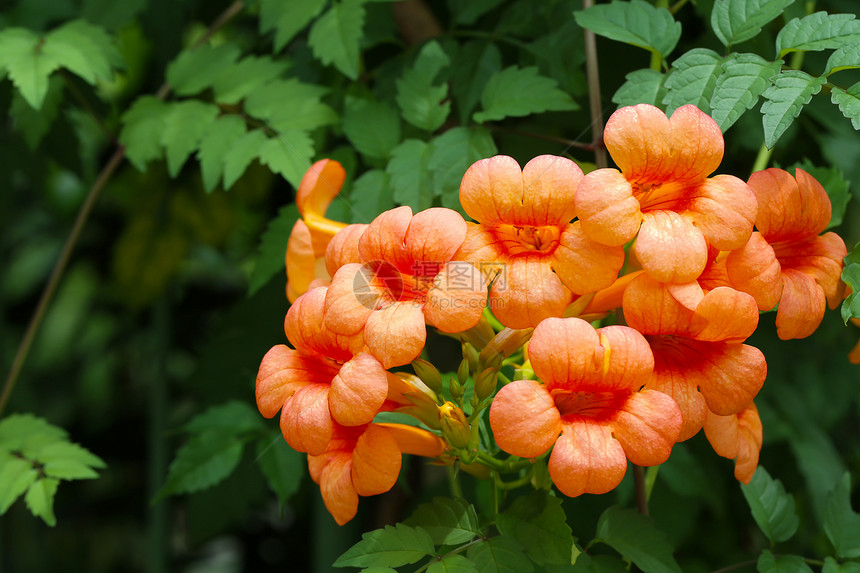 橙色Cordia花朵盛开在树上花朵多彩的热带图片