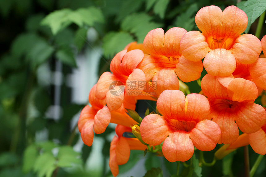 橙色Cordia花朵盛开在树上花朵多彩的热带图片