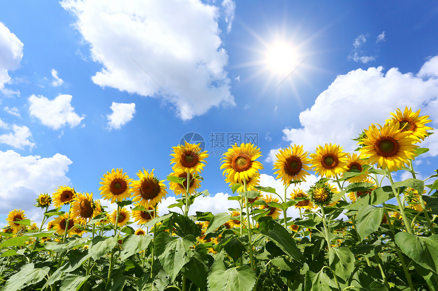 向日葵在晴朗的白天从阳光中开花亮并有复制的空间图片