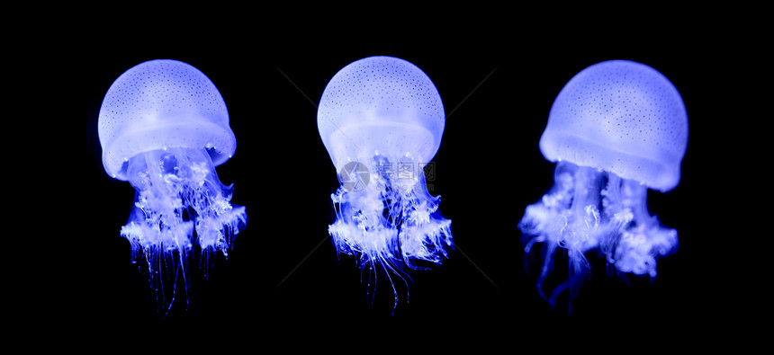 小水母或黑光灯闪亮多彩的梅杜萨图片