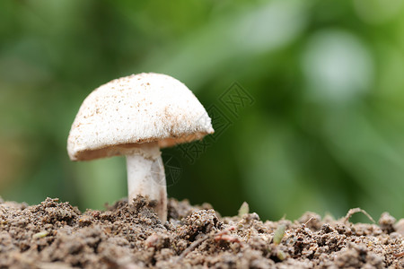 生活不能自理热带有毒蘑菇在植物自然的森林概念中蓬勃发展背景