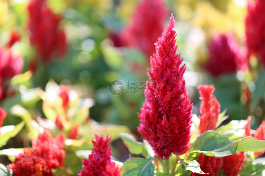 鸡尾酒花的红色朵盛开园里的阳光明亮图片