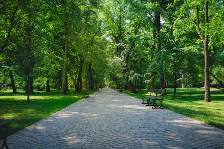 华沙波兰Lazienki公园绿树的美丽小巷高清图片