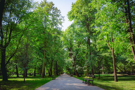 华沙波兰Lazienki公园绿树的美丽小巷高清图片