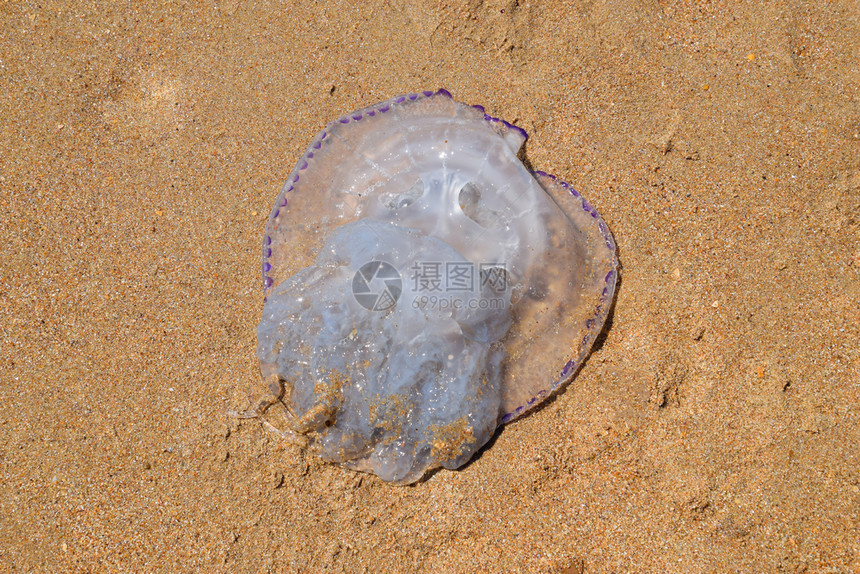 JellyfishRhizostoma根绳被扔到海边死水母JellyfishRhizostoma根绳被扔到海边死水母图片