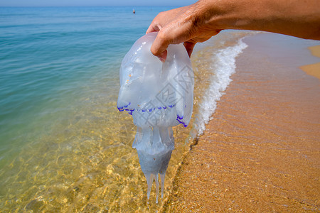 旗口水母水母根口根绳抛向海边死水母水母在男人手里水母根口根绳抛向海边死水母男人手里的水母背景