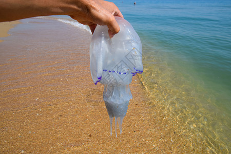 旗口水母水母根口根绳抛向海边死水母水母在男人手里水母根口根绳抛向海边死水母男人手里的水母背景