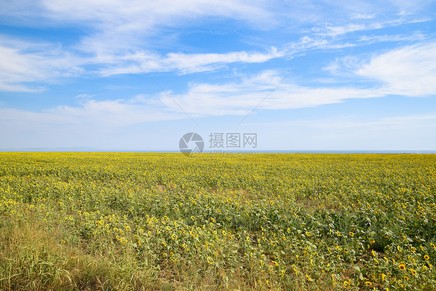 海边的向日葵田里长向日葵里长向日葵图片