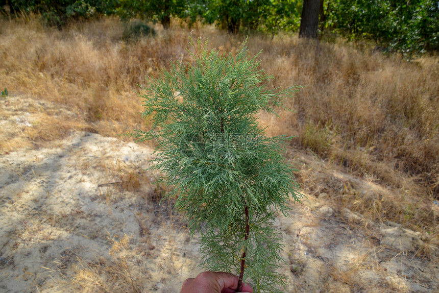 长青植物Thuja长绿植物Thuja图片