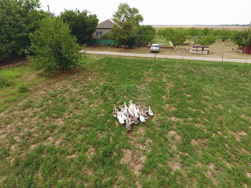 鹅在草地上吃草大雁在田野上俯瞰鹅在草地上吃草大雁在田野上俯瞰图片