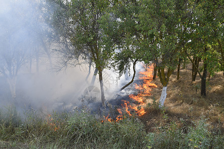 梅泽克森林里着火了森林垃圾中的火和烟森林里的草在燃烧森林火灾森林里着火了森林垃圾中的火和烟森林里的草在燃烧森林火灾背景