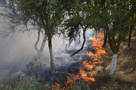 森林禁止燃火森林里着火了森林垃圾中的火和烟森林里的草在燃烧森林火灾森林里着火了森林垃圾中的火和烟森林里的草在燃烧森林火灾背景