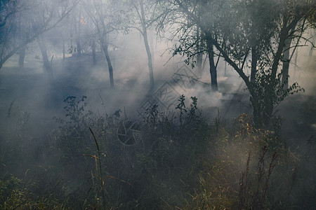 森林里着火了森林垃圾中的火和烟森林里的草在燃烧森林火灾森林里着火了森林垃圾中的火和烟森林里的草在燃烧森林火灾背景图片