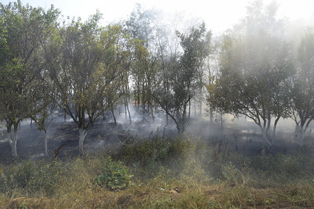 森林里着火了森林垃圾中的火和烟森林里的草在燃烧森林火灾森林里着火了森林垃圾中的火和烟森林里的草在燃烧森林火灾背景图片