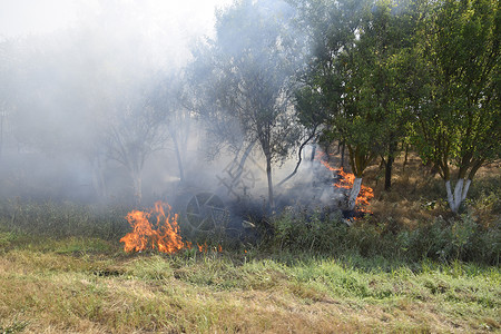 火了素材森林里着火了森林垃圾中的火和烟森林里的草在燃烧森林火灾森林里着火了森林垃圾中的火和烟森林里的草在燃烧森林火灾背景