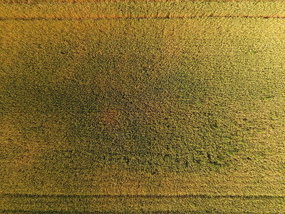 切开小麦绿色不熟小麦是顶级视图小麦田开背景图片
