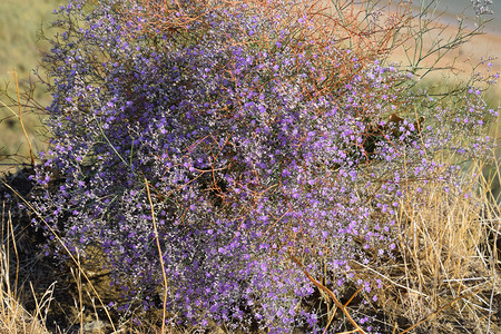 在阿佐夫海岸种植的紫色小花朵图片