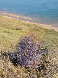 在阿佐夫海岸种植的紫色小花朵背景图片