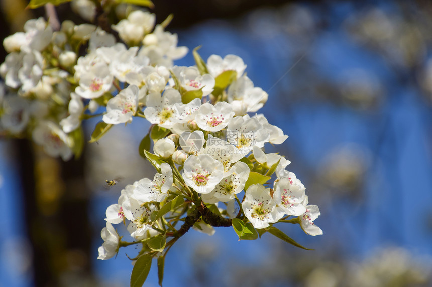 白梨花是蜜蜂的来源果树的花粉蜜梨图片