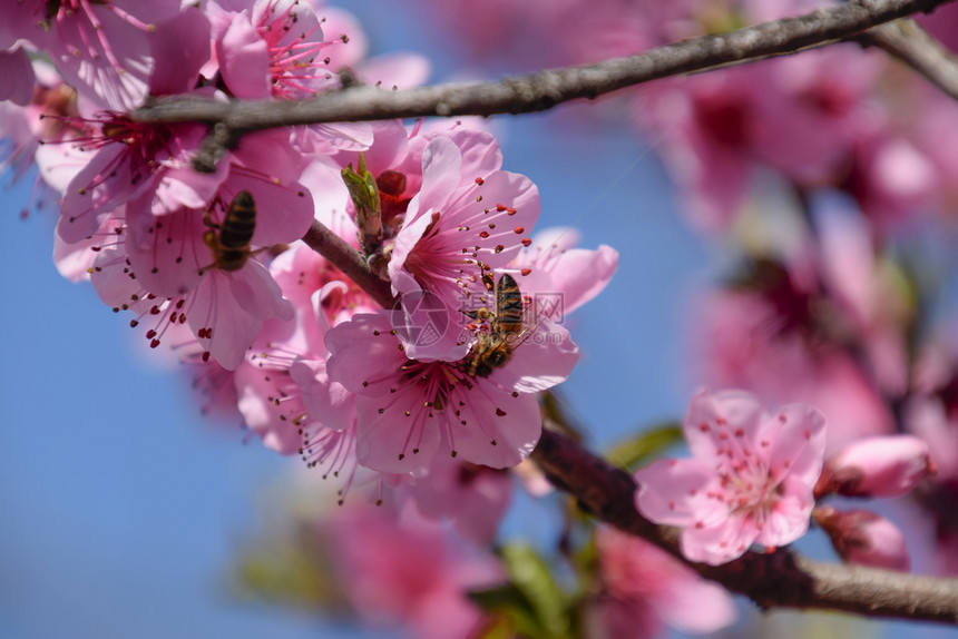 白梨花是蜜蜂的来源果树的花粉蜜蜂桃图片