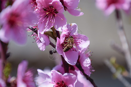 白梨花是蜜蜂的来源果树的花粉蜜蜂桃高清图片