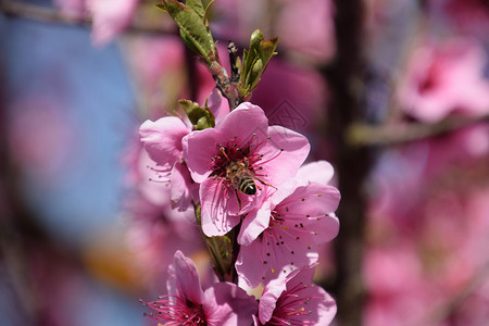 白梨花是蜜蜂的来源果树的花粉蜜蜂桃高清图片