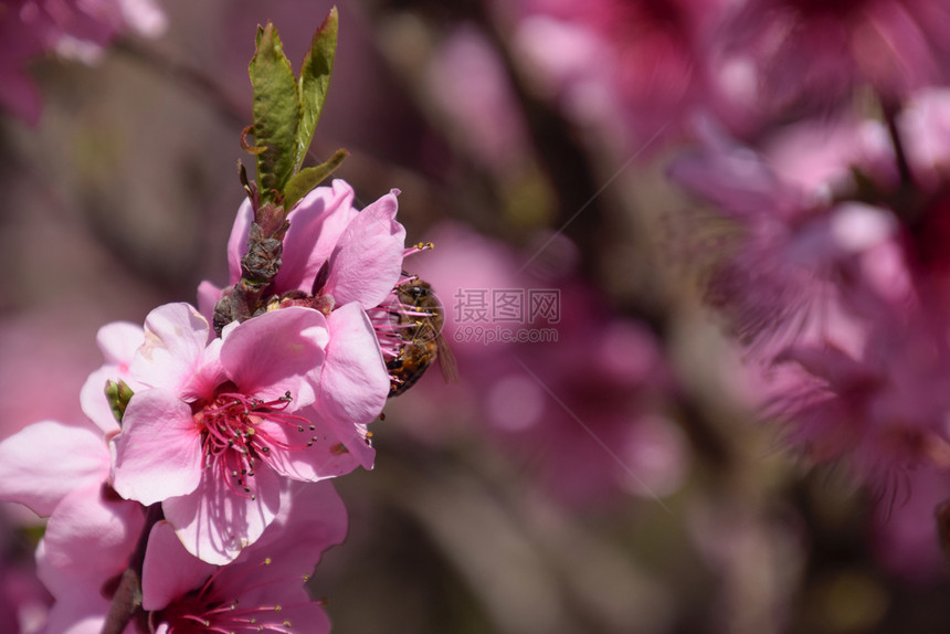 白梨花是蜜蜂的来源果树的花粉蜜蜂桃图片