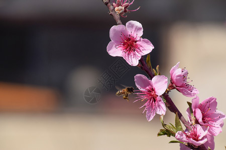 白梨花是蜜蜂的来源果树的花粉蜜蜂桃图片