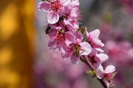 白梨花是蜜蜂的来源果树的花粉蜜蜂桃高清图片