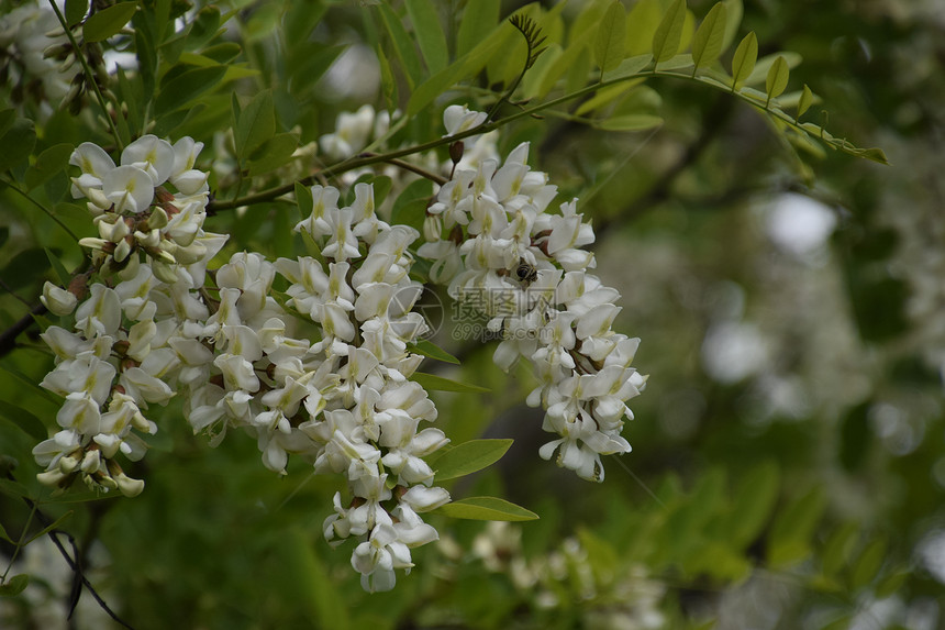 开花的相思白葡萄多刺相思的白色花朵由蜜蜂授粉开花相思白葡萄图片