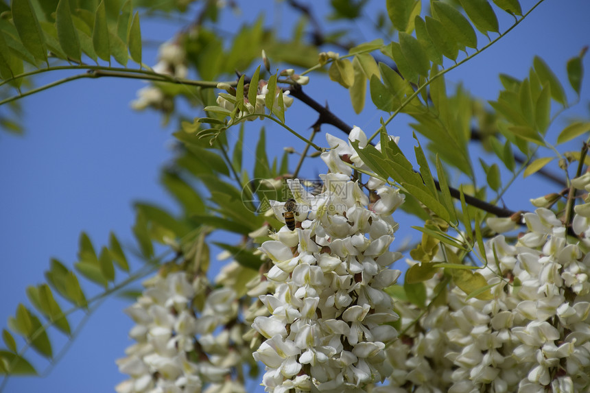 开花的相思白葡萄多刺相思的白色花朵由蜜蜂授粉开花相思白葡萄图片