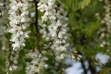 由树有限开花的相思白葡萄多刺相思的白色花朵由蜜蜂授粉开花相思白葡萄背景