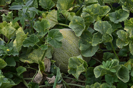 在地里种的瓜甜瓜栽培地里种的瓜图片