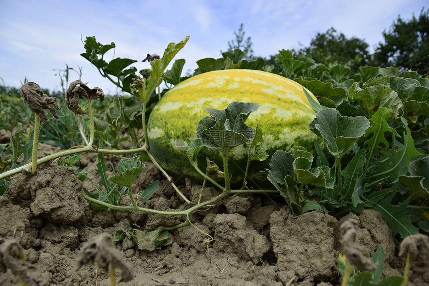 田中不断增长的西瓜种植甜文化图片