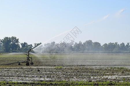 甜瓜领域的灌溉系统田地浇水斯普林克勒瓜领域的灌溉系统田地浇水图片