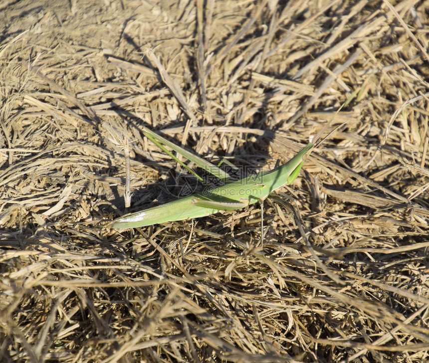 绿蝗虫翅膀昆农作物害草地上的蝗虫农作物害图片