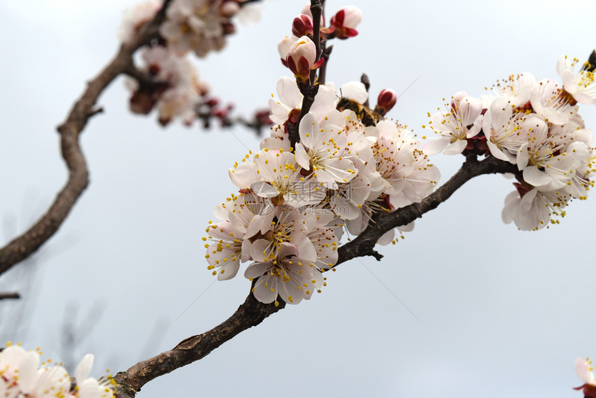 在花园里开的野生蜜春树的粉园里开的野生蜜图片