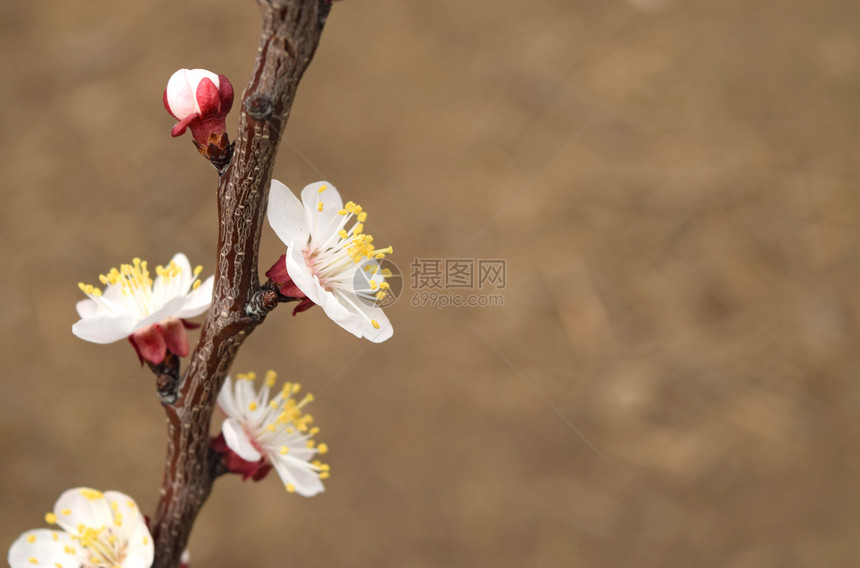 在花园里开的野生蜜春树的粉园里开的野生蜜图片