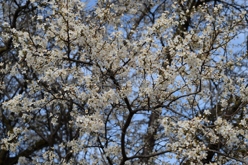在俄罗斯库班的春天花园里露出樱桃李子普拉姆花朵图片
