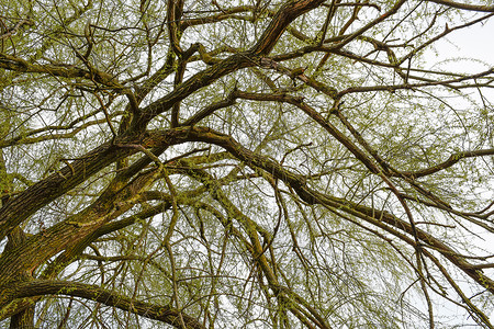 树枝的背景芽在春天开花树枝的背景图片