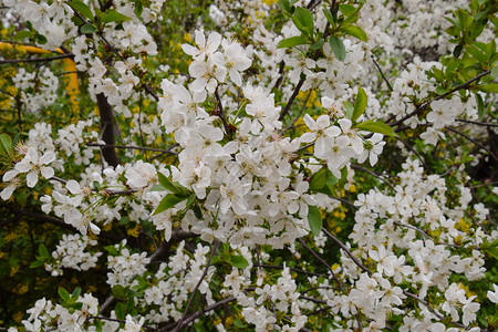 花园里的樱花树上的白花花园里的樱花树上的白花图片
