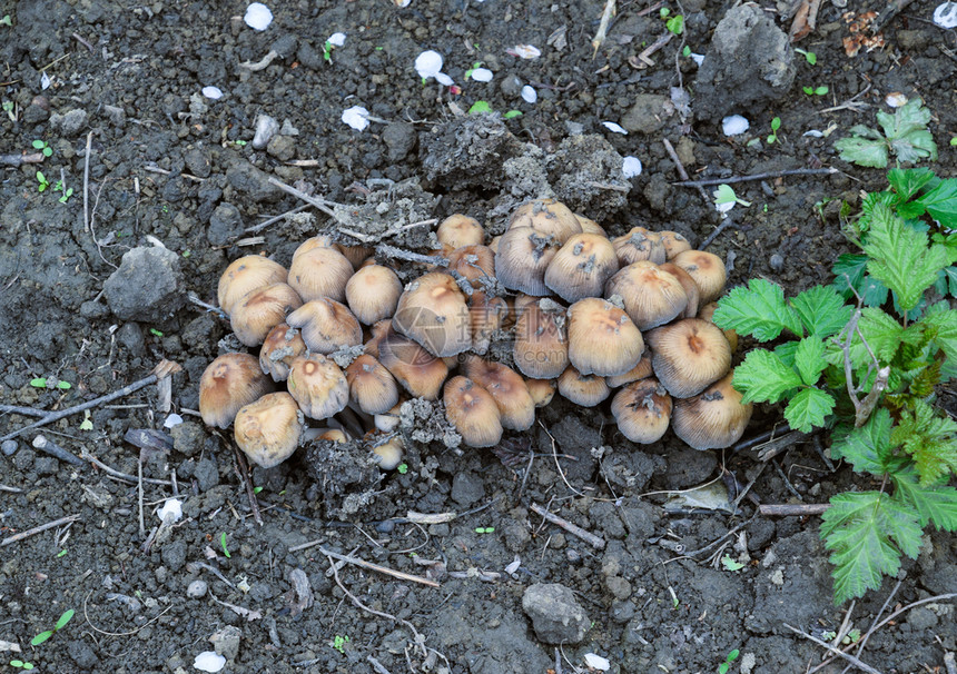 地上的假蘑菇潮湿土壤上的真菌生长泥地上的假蘑菇生长图片