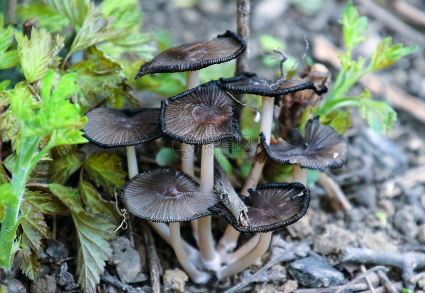 地上的假蘑菇潮湿土壤上的真菌生长泥地上的假蘑菇生长图片