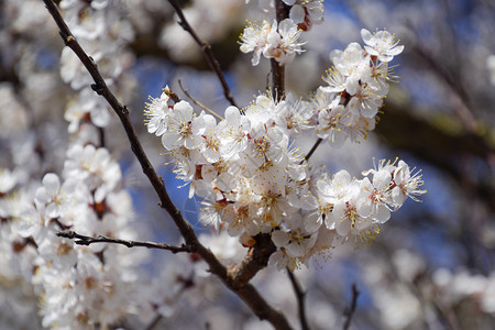 花园里盛开的野杏春天开花的树杏花授粉春天开花的树杏花的授粉开花背景图片