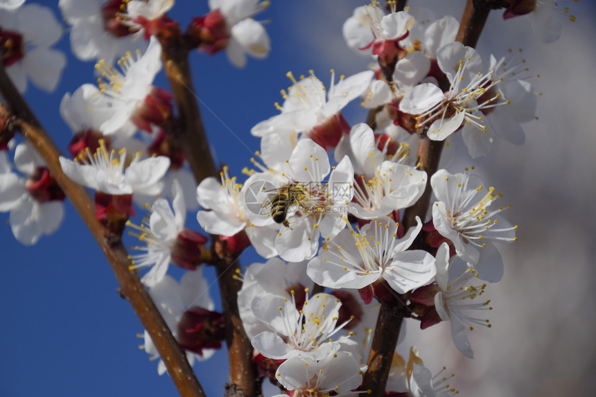 花园里盛开的野杏春天开花的树杏花授粉春天开花的树杏花的授粉开花图片