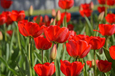 郁金香领域红郁金香在花坛里盛开郁金香的开花红郁金香在花坛里盛开郁金香的开花背景