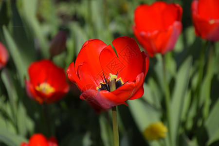 红郁金香在花坛里盛开郁金香的开花红郁金香在花坛里盛开郁金香的开花图片