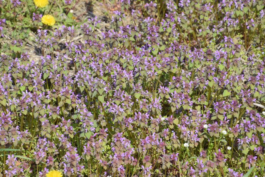 蒲公英花在花园里盛开的紫薇药用植物蒲公英花在花园里盛开的紫薇图片